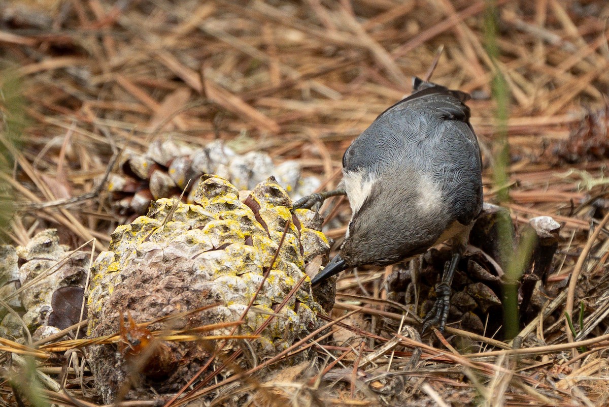 Pygmy Nuthatch - ML638509399