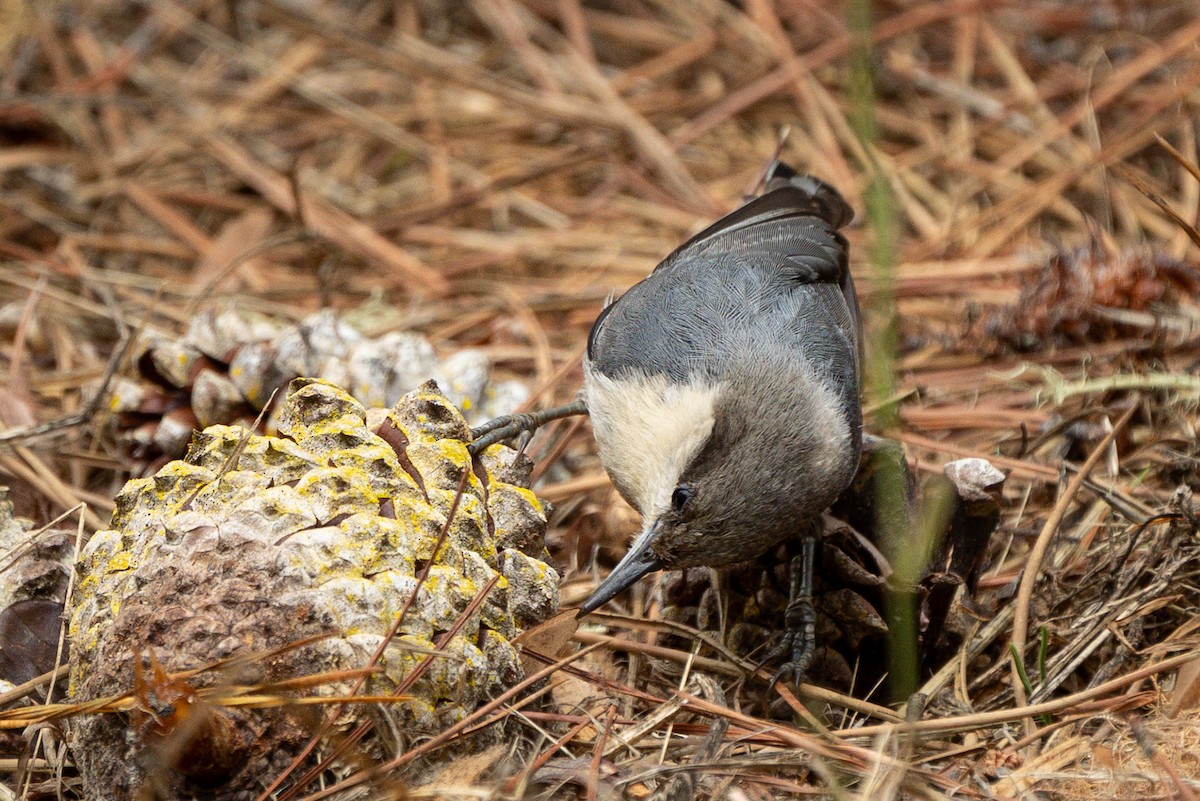 Pygmy Nuthatch - ML638509405