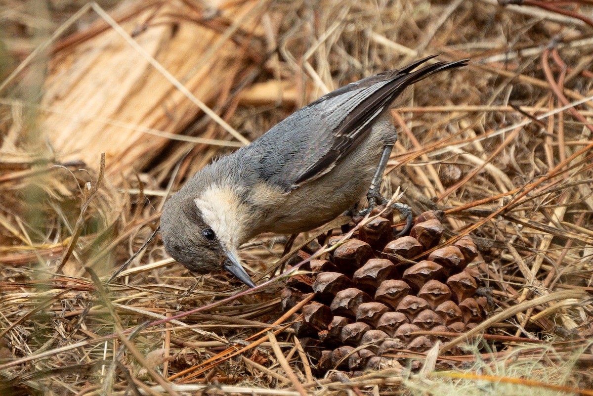 Pygmy Nuthatch - ML638509406