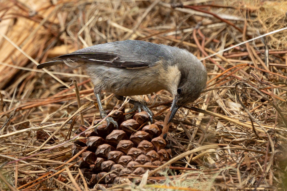 Pygmy Nuthatch - ML638509410