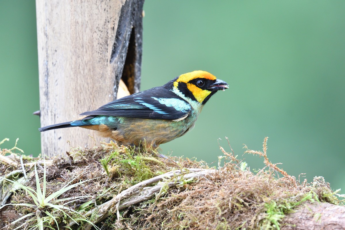 Flame-faced Tanager (Yellow-faced) - ML638509416