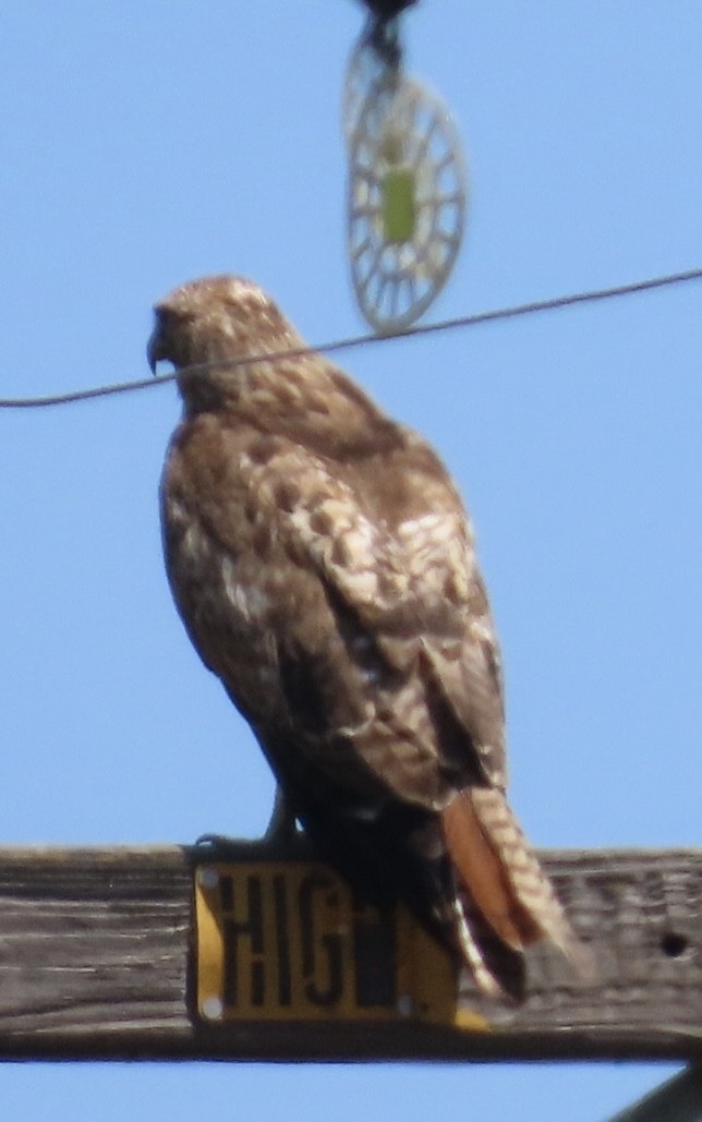 Red-tailed Hawk - ML638509417
