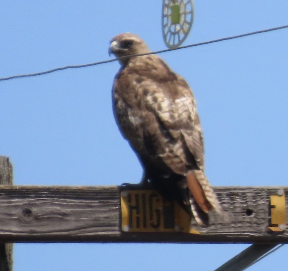 Red-tailed Hawk - ML638509418