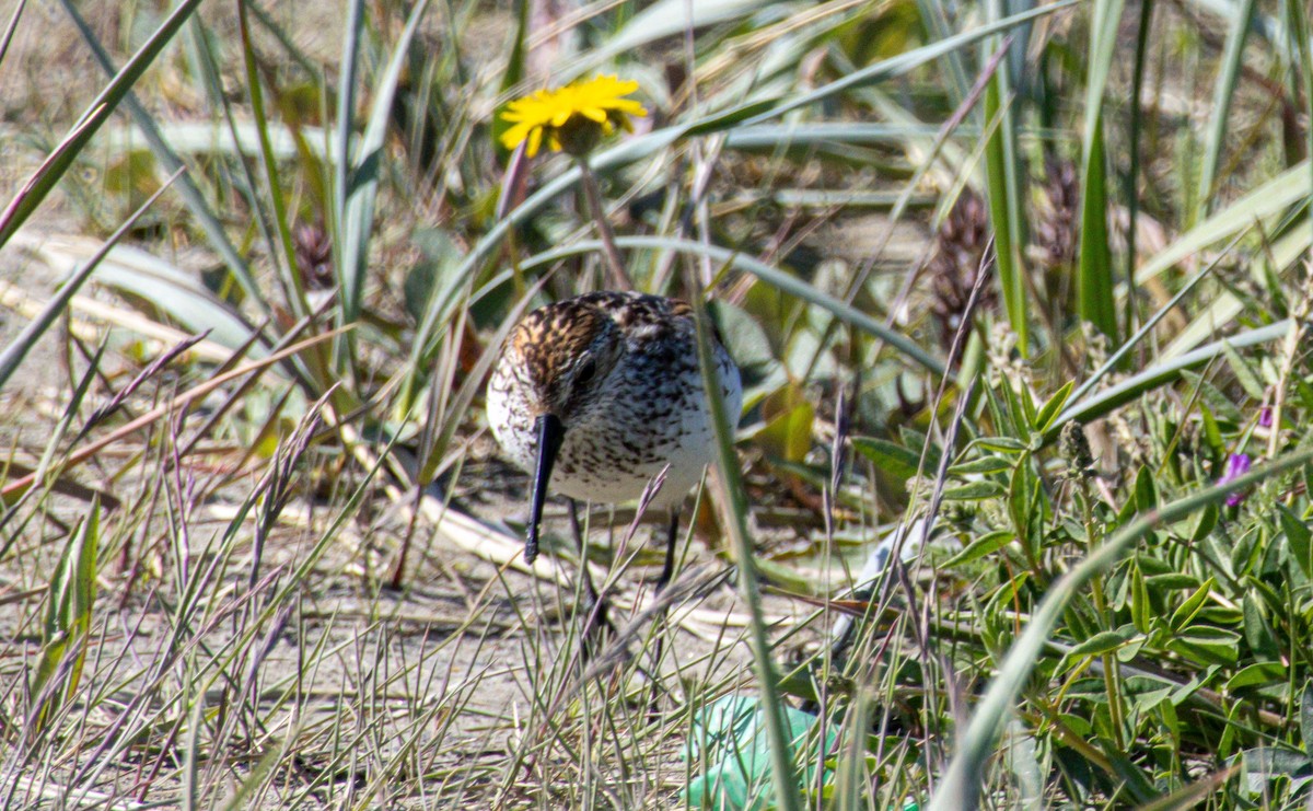 Western Sandpiper - ML638509421