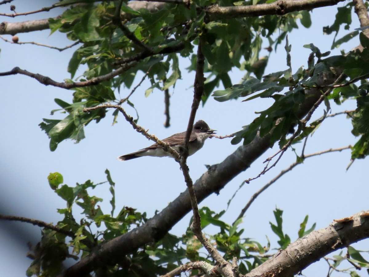 Eastern Kingbird - ML638509422