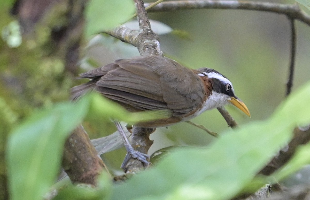 White-browed Scimitar-Babbler - ML638509423