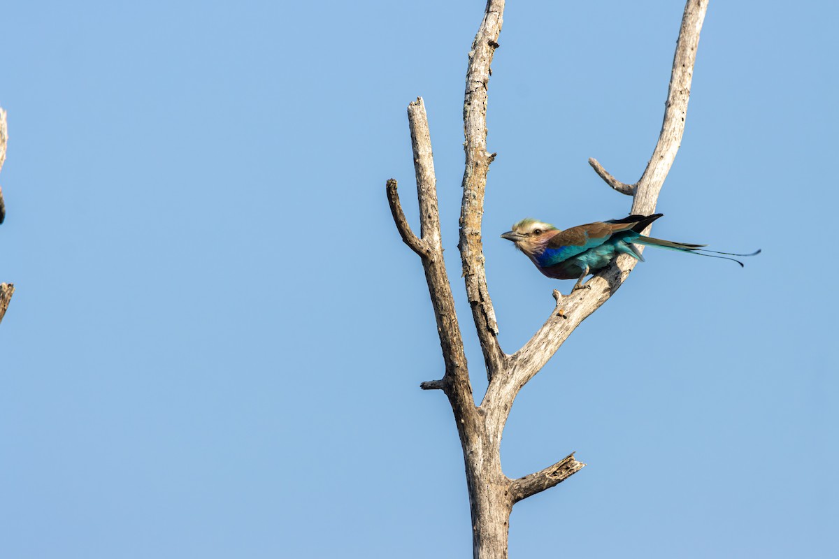 Lilac-breasted Roller - ML638509424