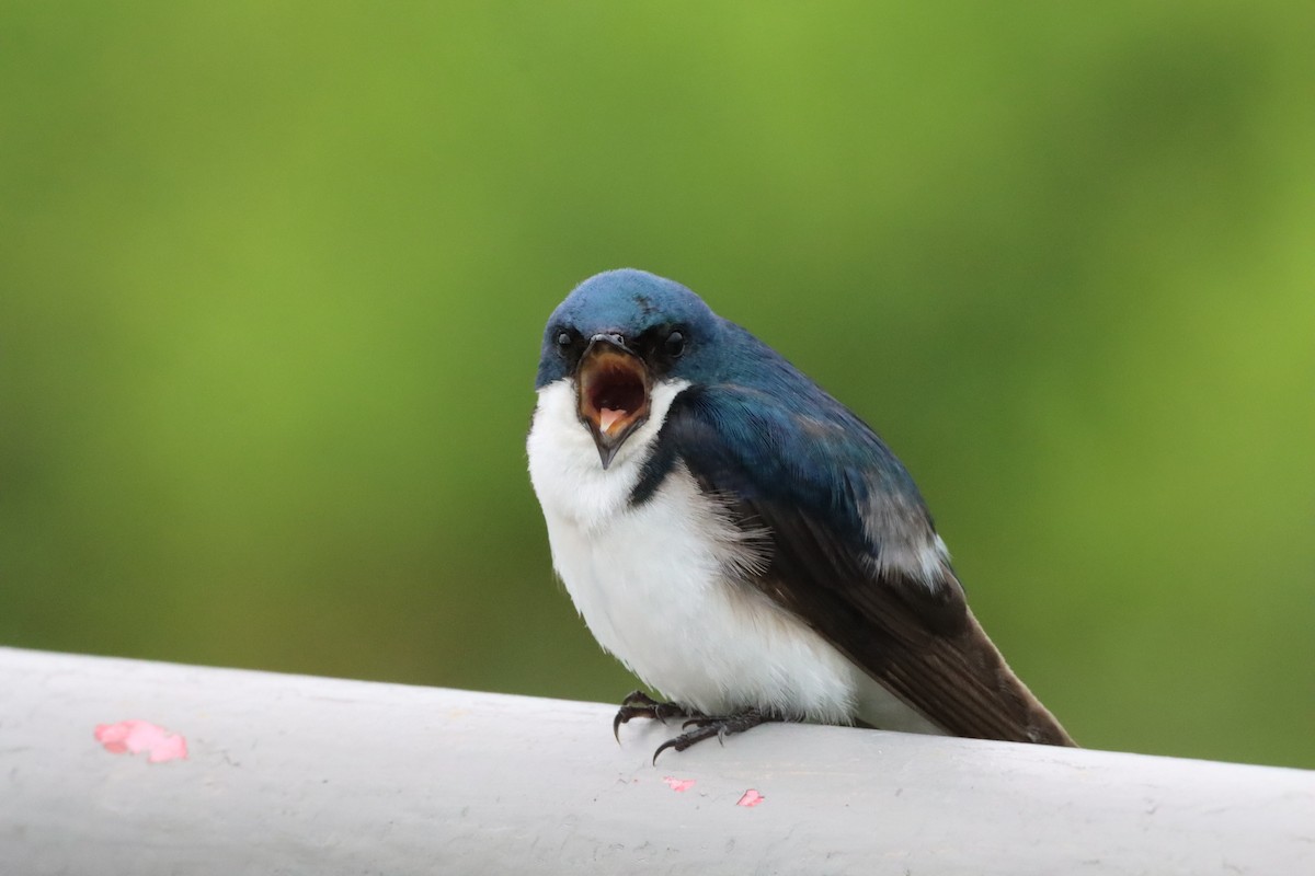 Tree Swallow - ML638509425