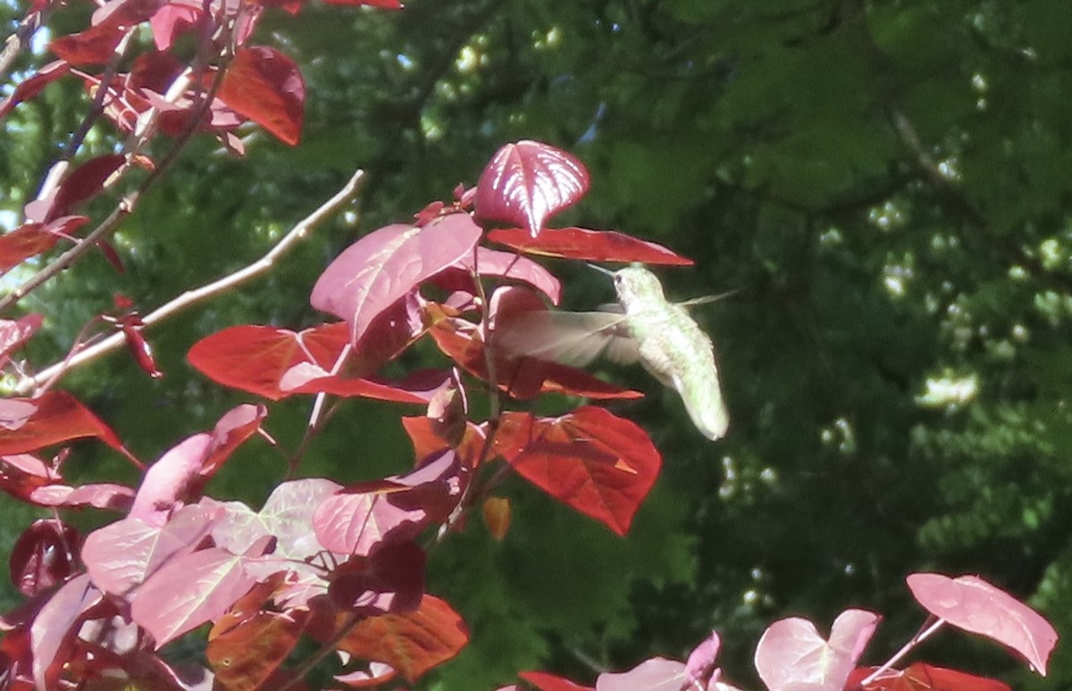 Anna's Hummingbird - ML638509426