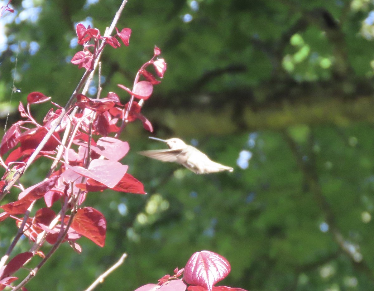 Anna's Hummingbird - ML638509427