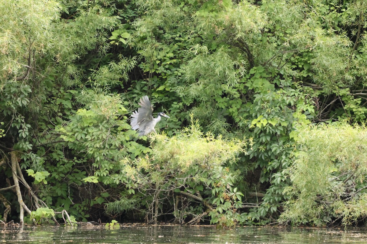 Yellow-crowned Night Heron - ML638509429