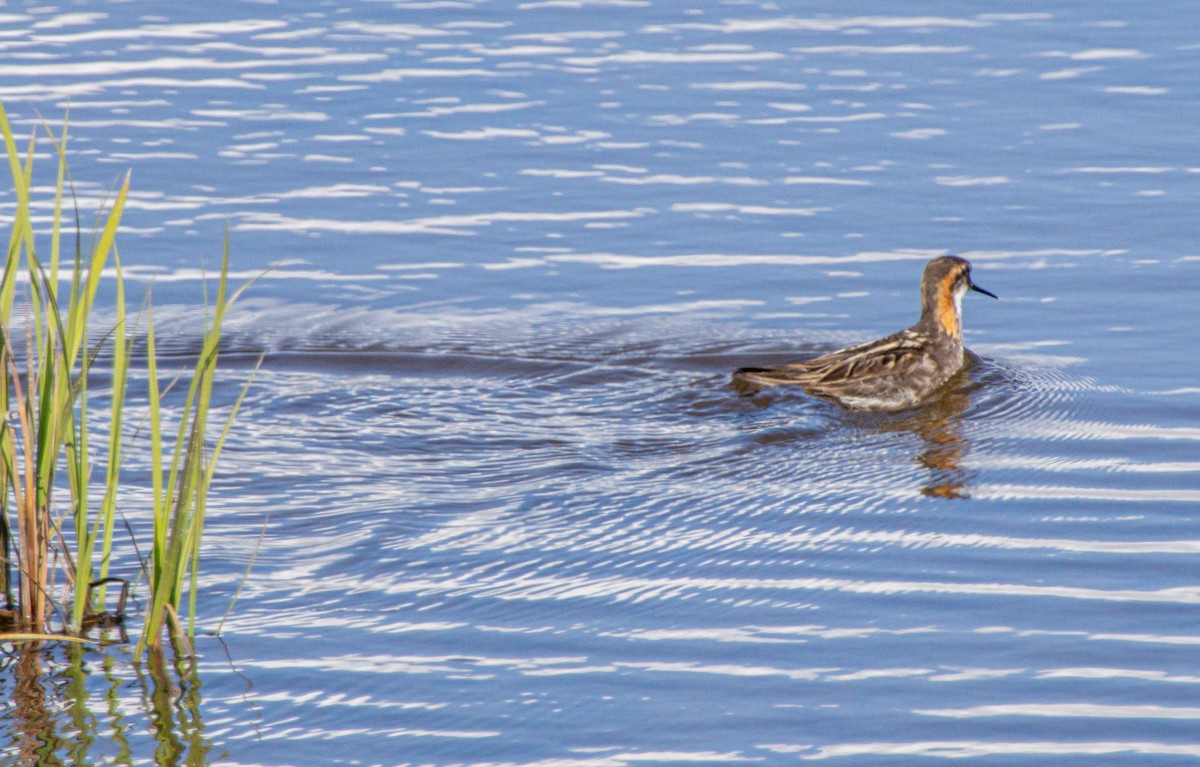 Red-necked Phalarope - ML638509430