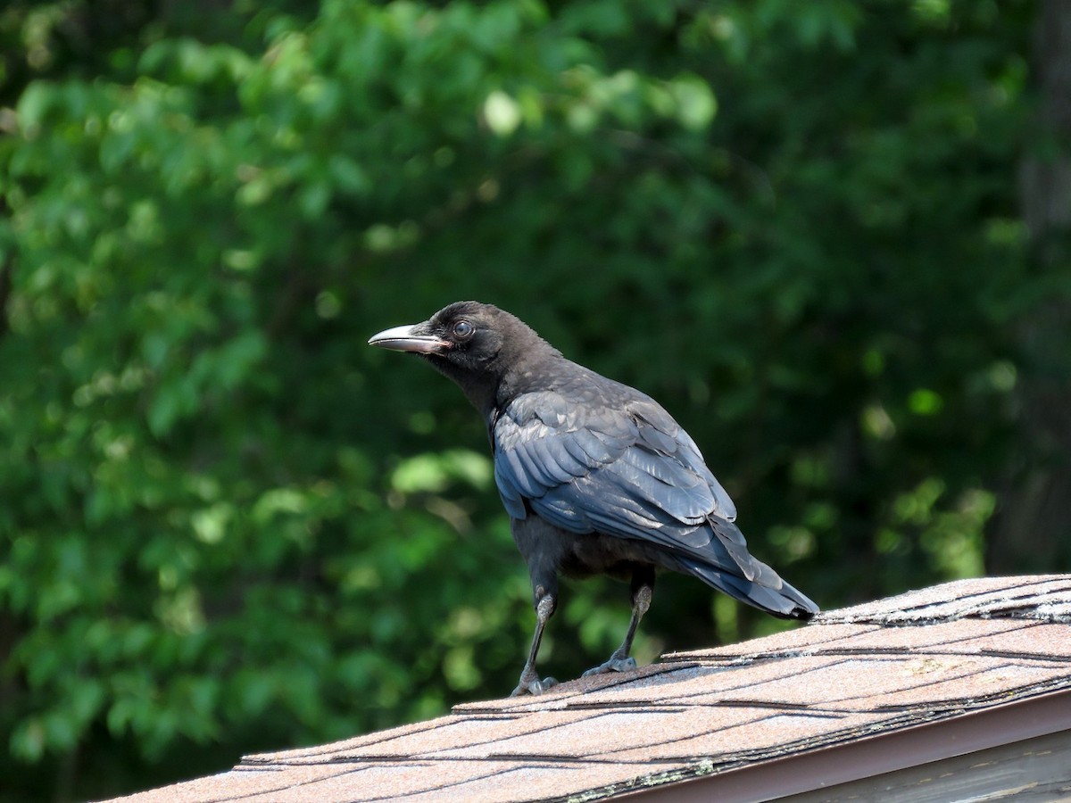crow sp. - ML638509431