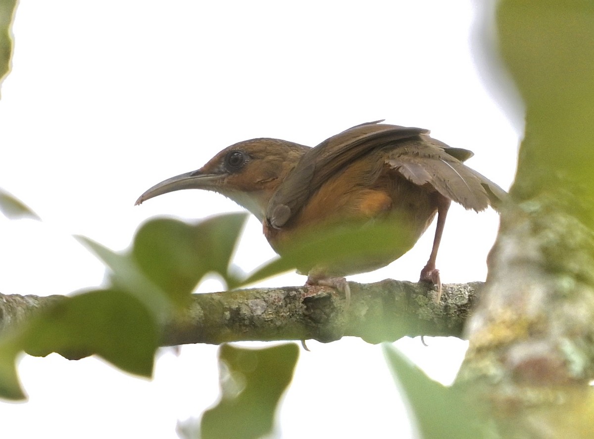 Red-eyed Scimitar-Babbler - ML638509432