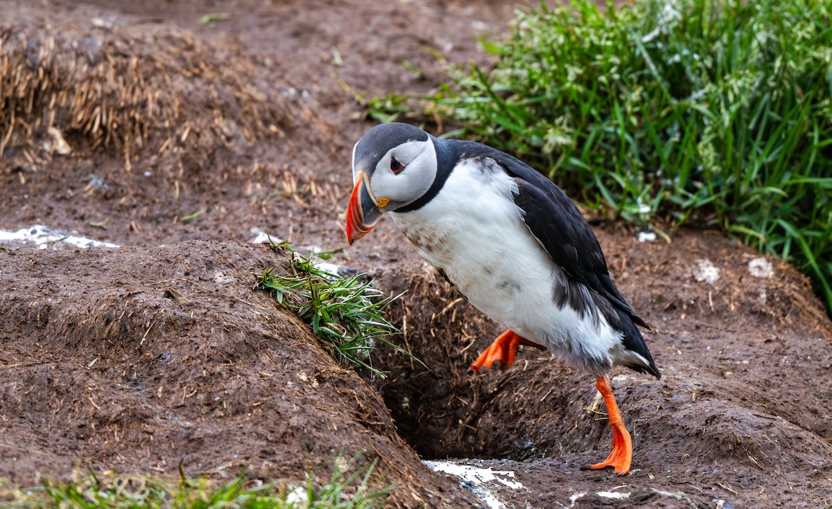 Atlantic Puffin - ML638509433