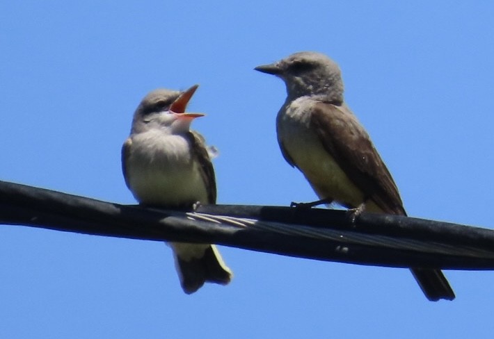 Western Kingbird - ML638509434