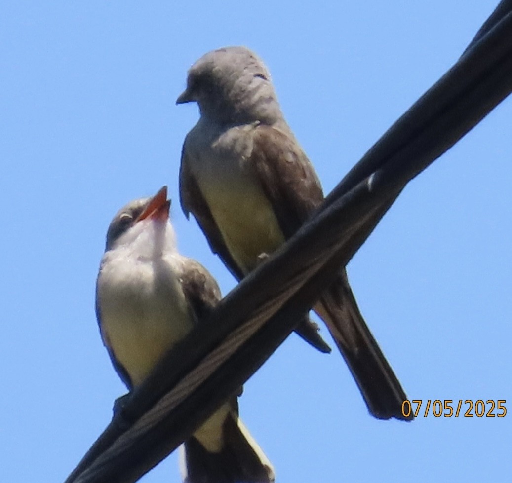 Western Kingbird - ML638509435