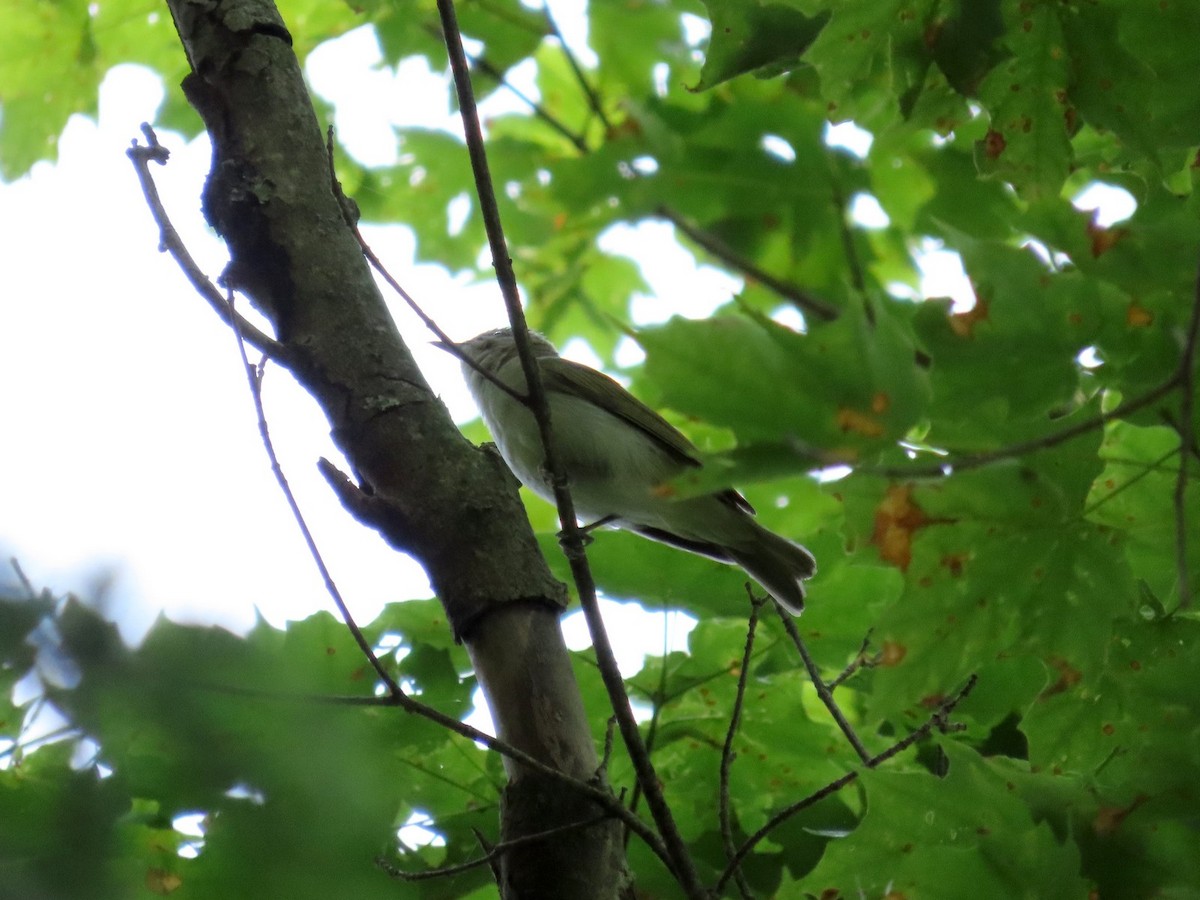 Red-eyed Vireo - ML638509438