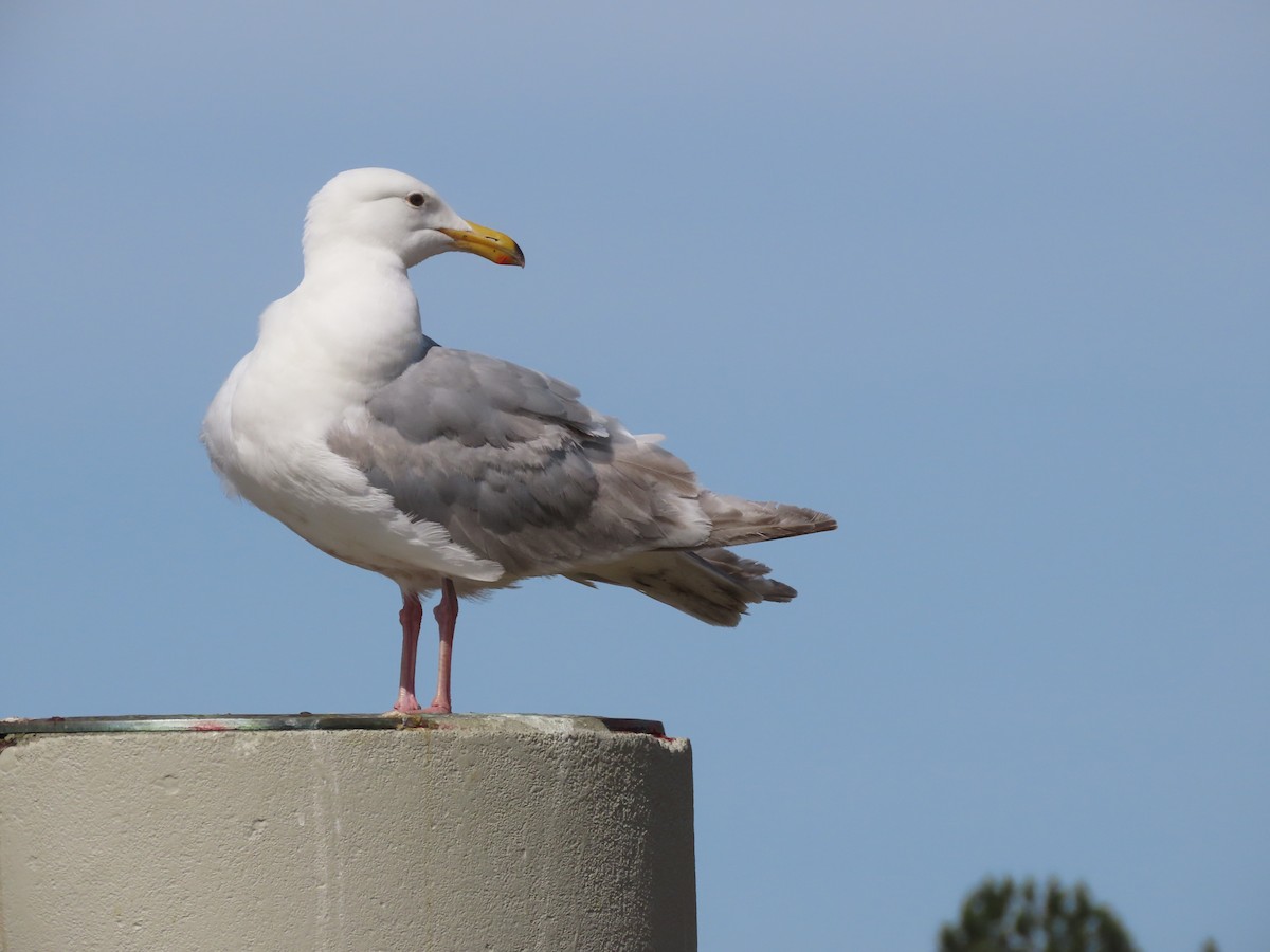 Glaucous-winged Gull - ML638509440