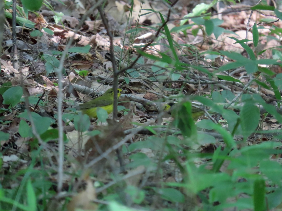 Hooded Warbler - ML638509442