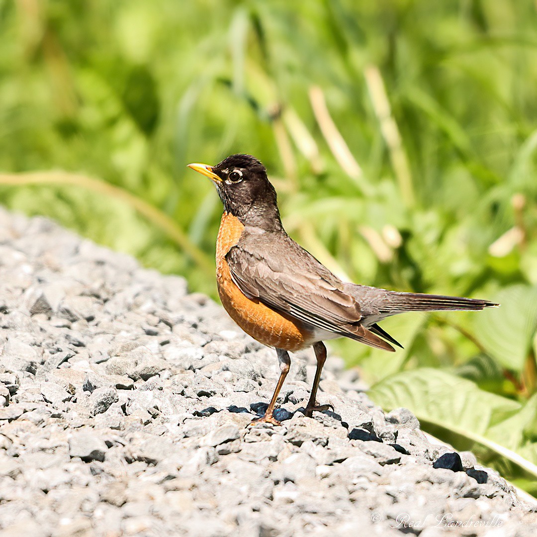 American Robin - ML638509445