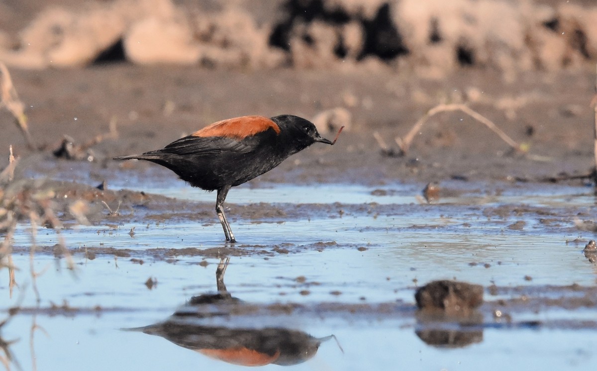 Патагонский негрито - ML638509460