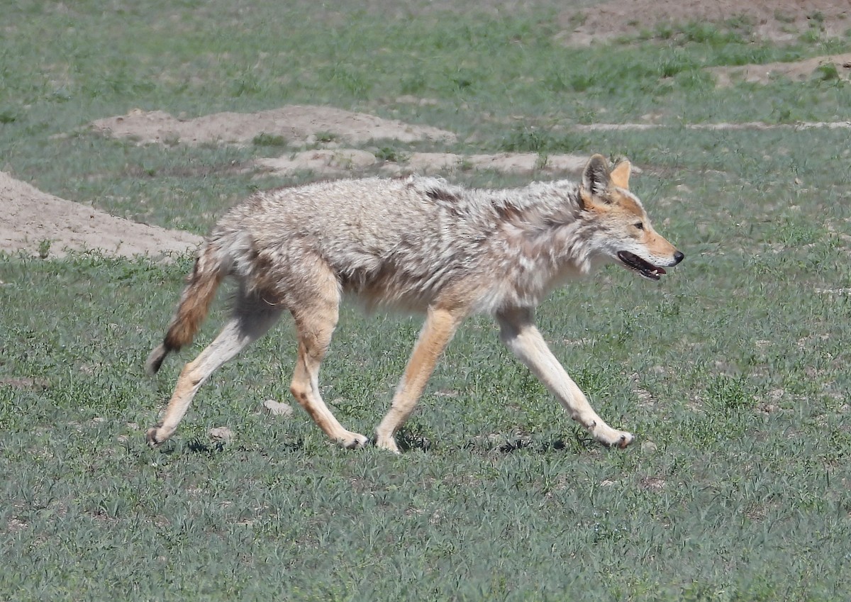 Animals - ML638509461