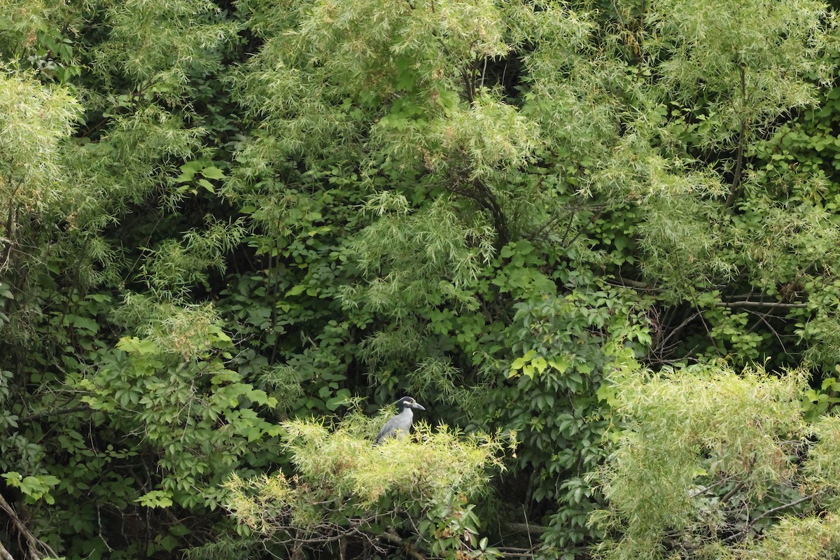 Yellow-crowned Night Heron - ML638509464