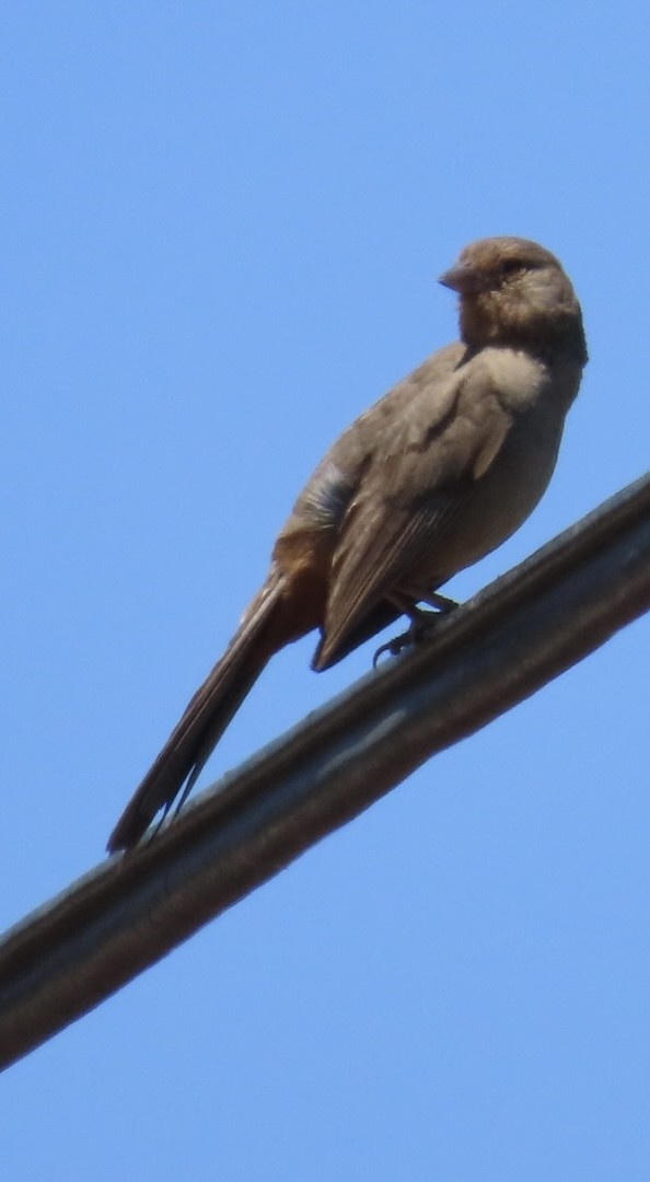 California Towhee - ML638509480