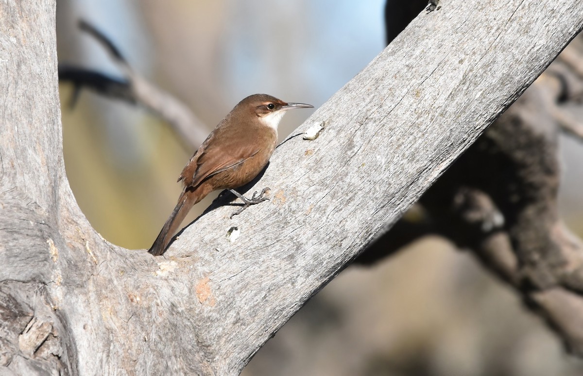 Рыжебрюхая бандурита - ML638509492