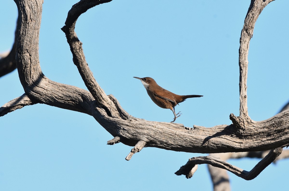 Рыжебрюхая бандурита - ML638509493