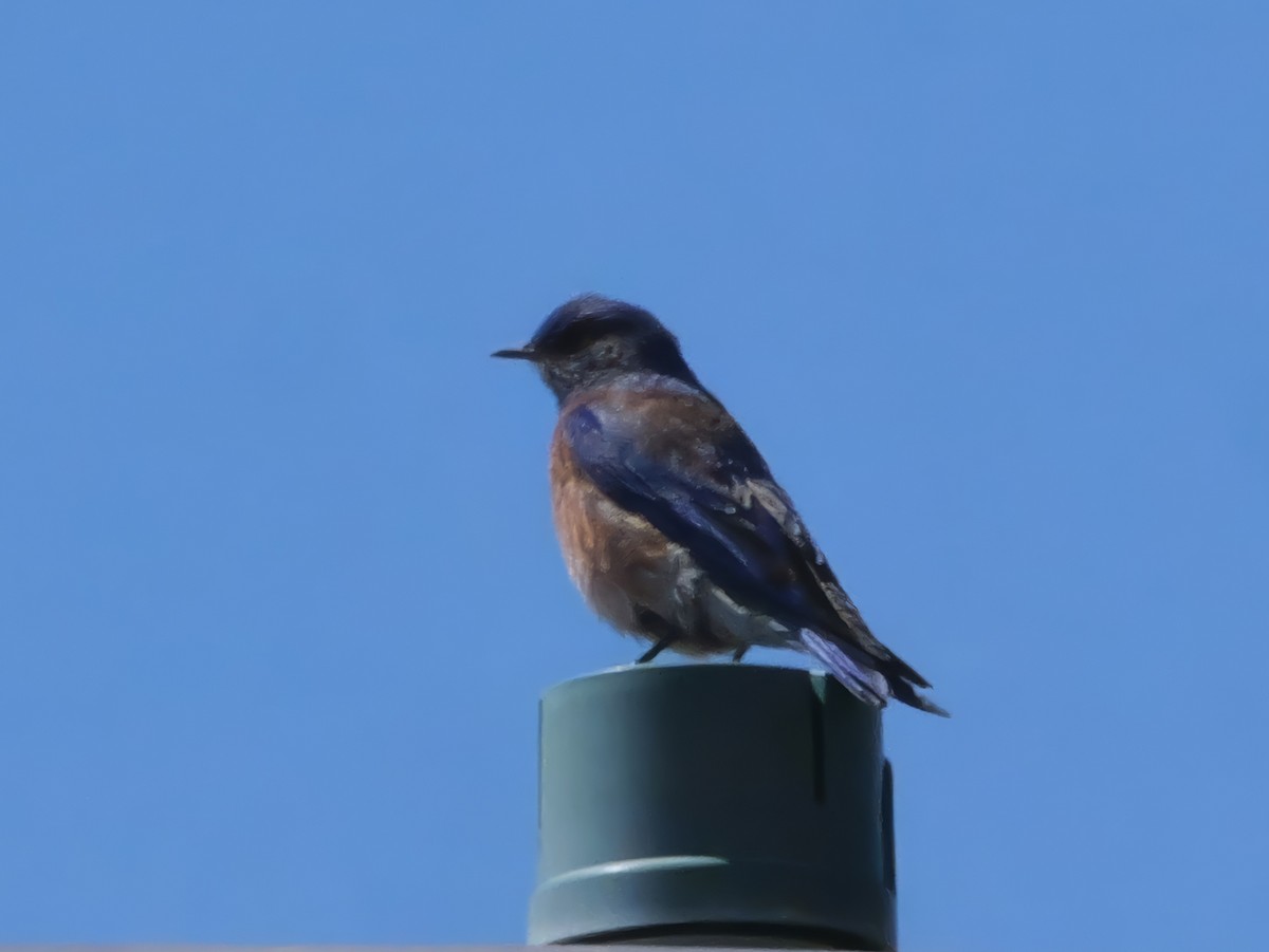 Western Bluebird - ML638509494