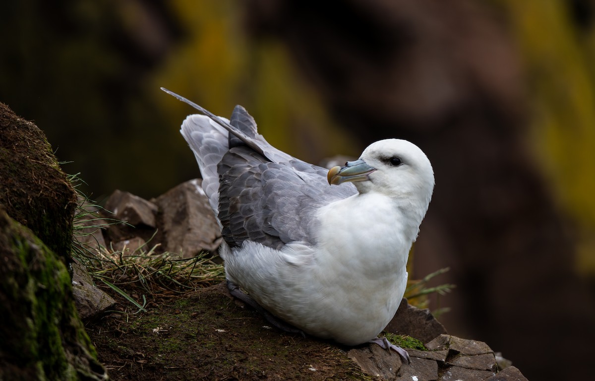 Northern Fulmar - ML638509503