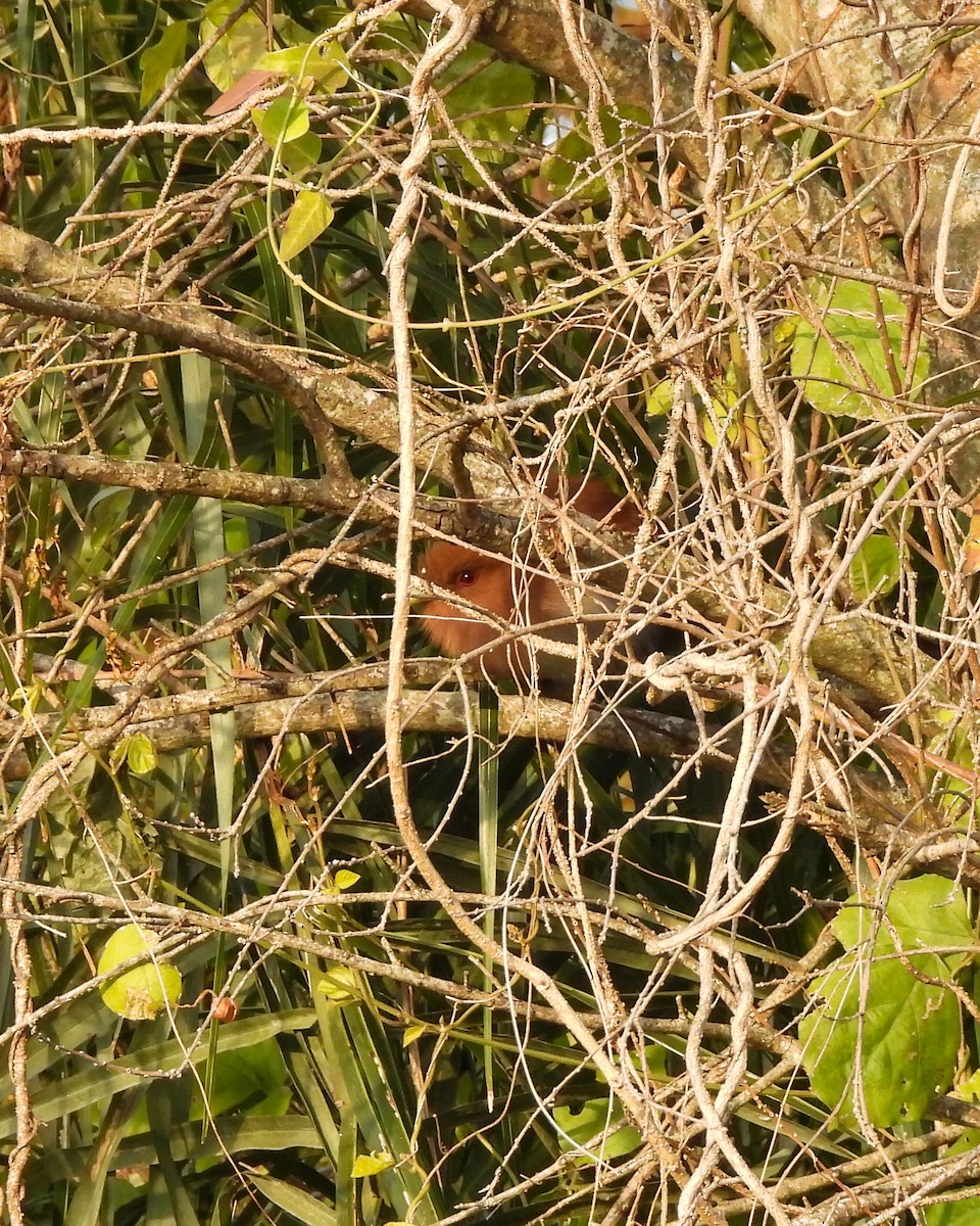 Common Squirrel-Cuckoo - ML638509522