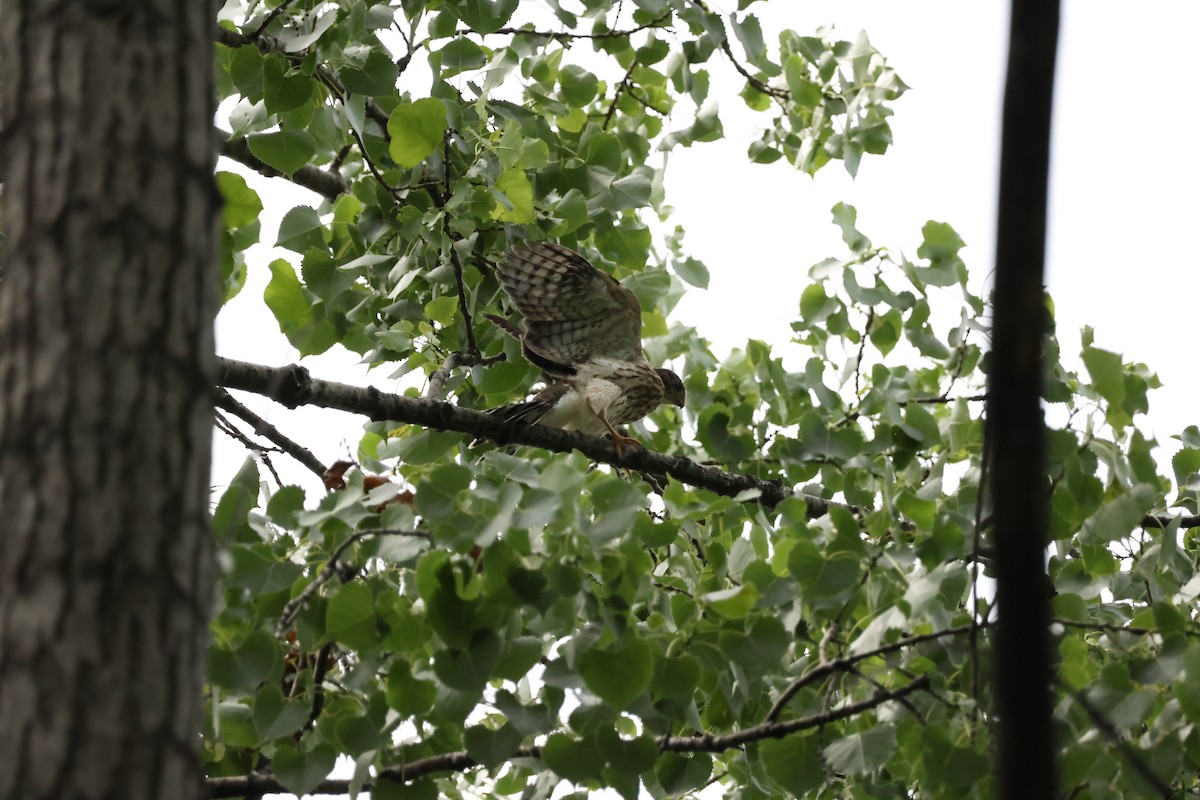Cooper's Hawk - ML638509544