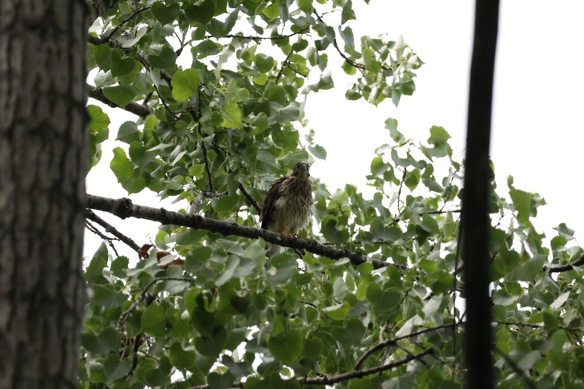 Cooper's Hawk - ML638509552