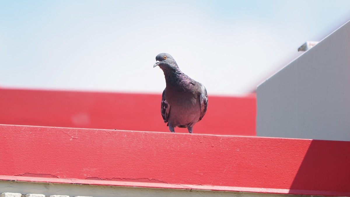 Rock Pigeon (Feral Pigeon) - ML638509597
