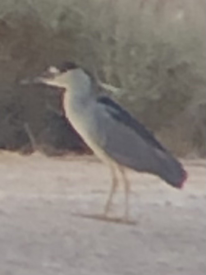 Black-crowned Night Heron - ML638509604