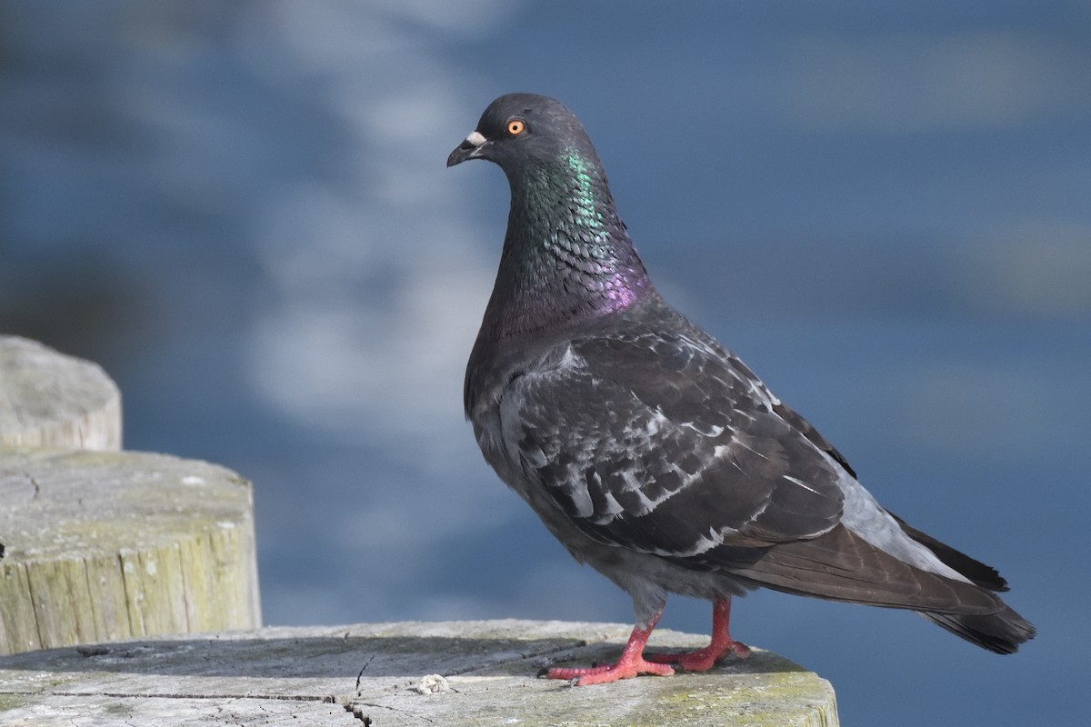 Rock Pigeon (Feral Pigeon) - ML638509618