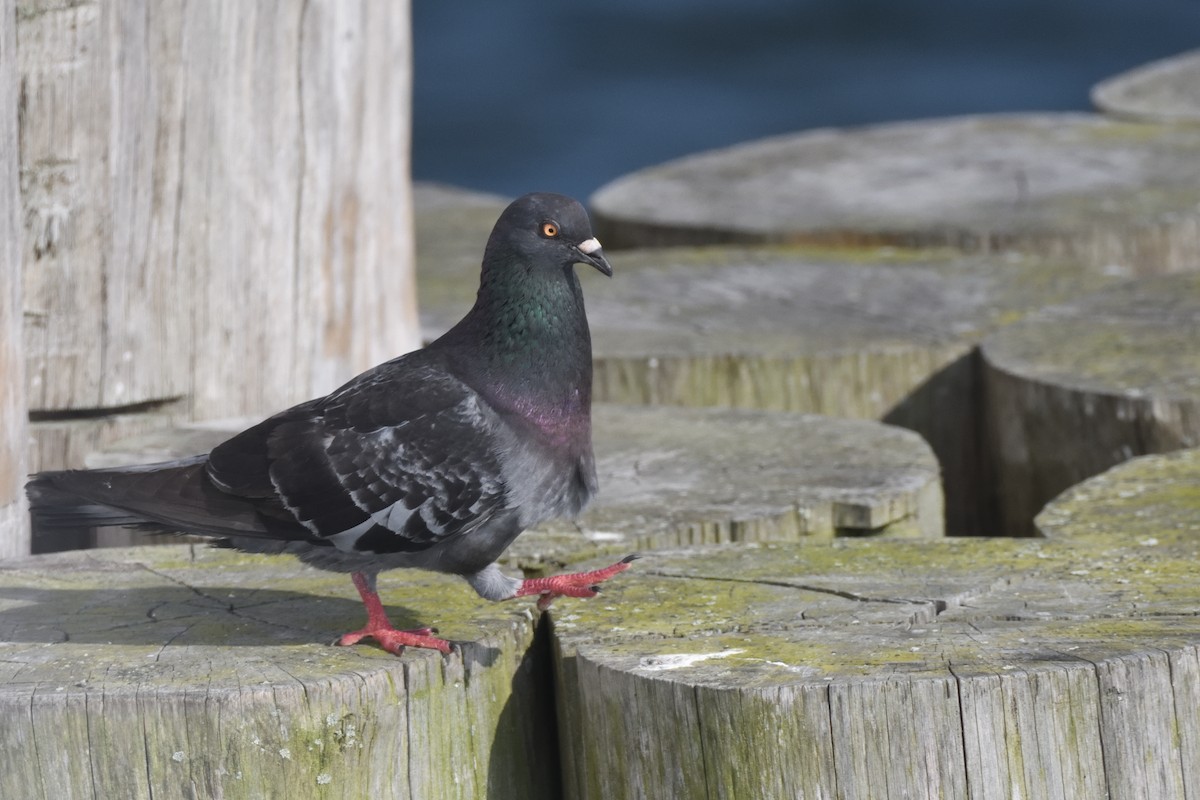 Rock Pigeon (Feral Pigeon) - ML638509621