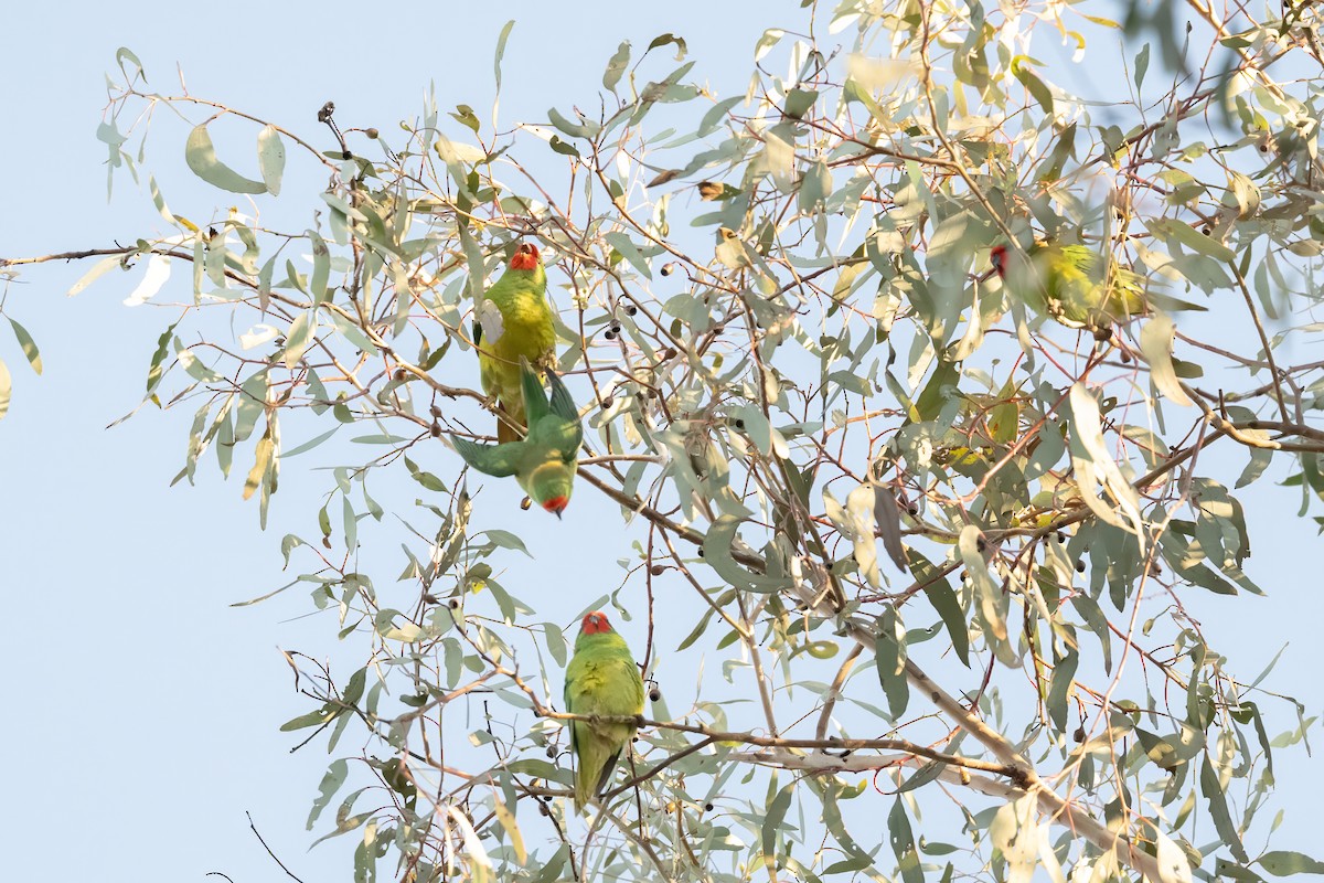 Little Lorikeet - ML638509625