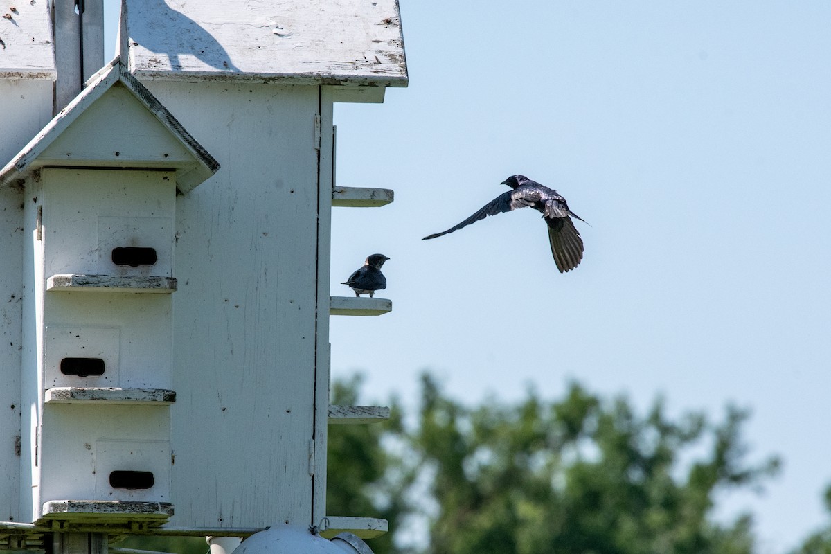 Purple Martin - ML638509630