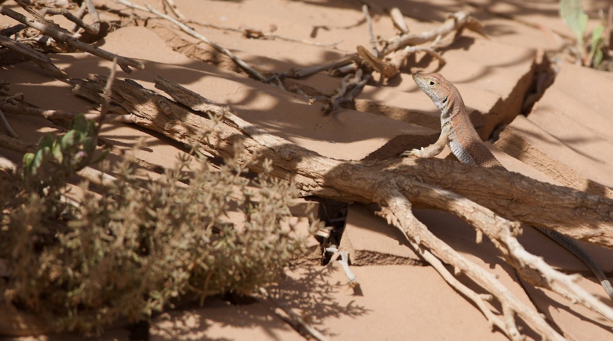 Bosc's Fringe-toed lizard - ML638509633