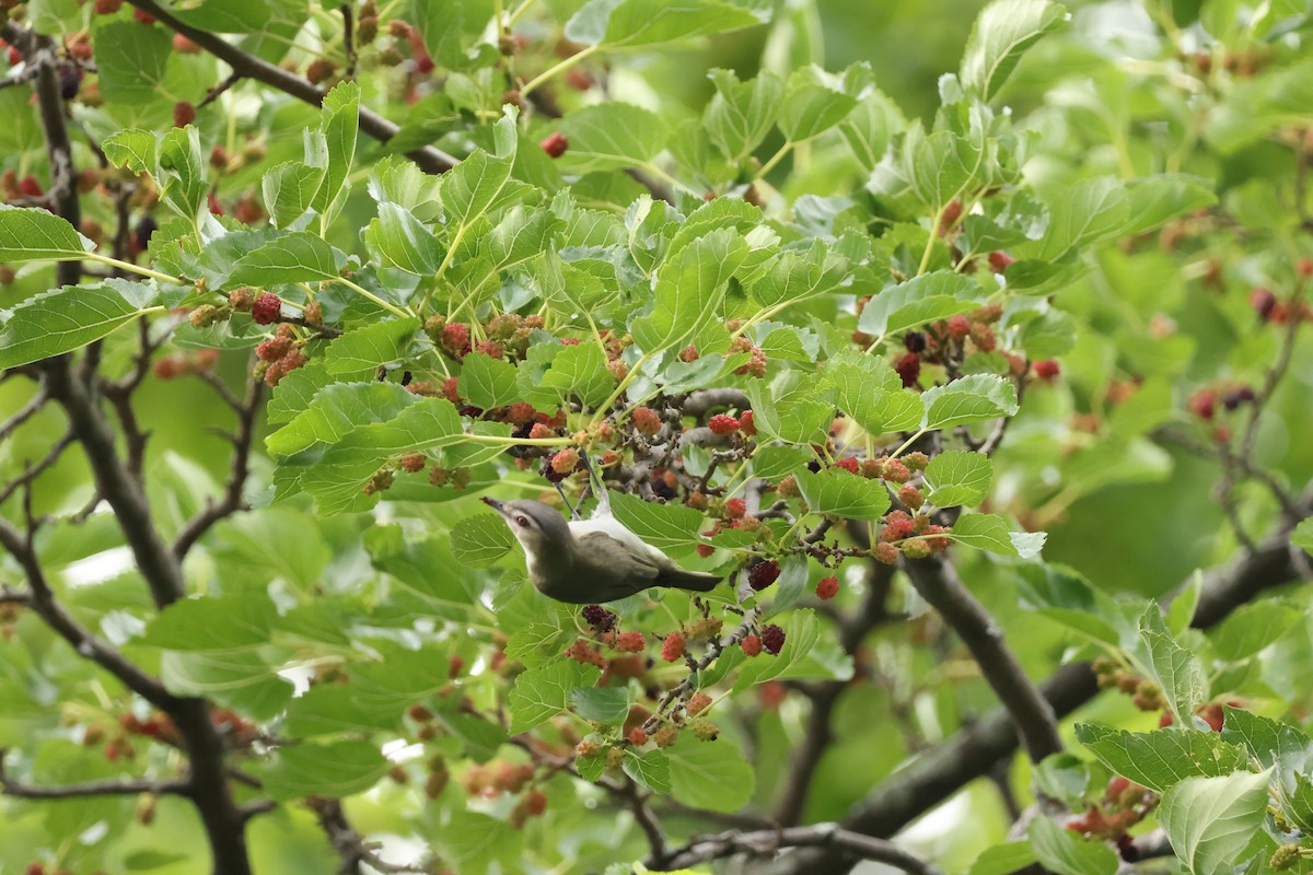 Red-eyed Vireo - ML638509639