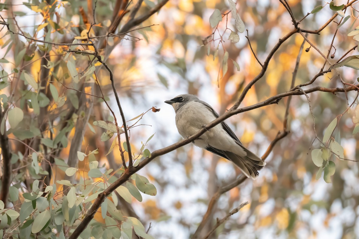 White-bellied Cuckooshrike - ML638509645