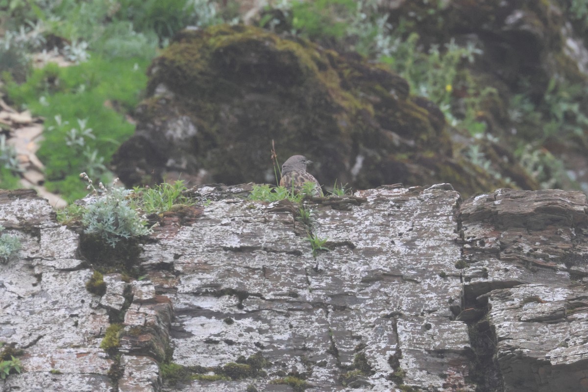 Alpine Accentor - ML638509647