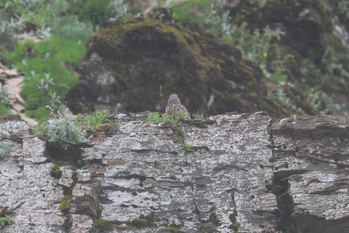 Alpine Accentor - ML638509649