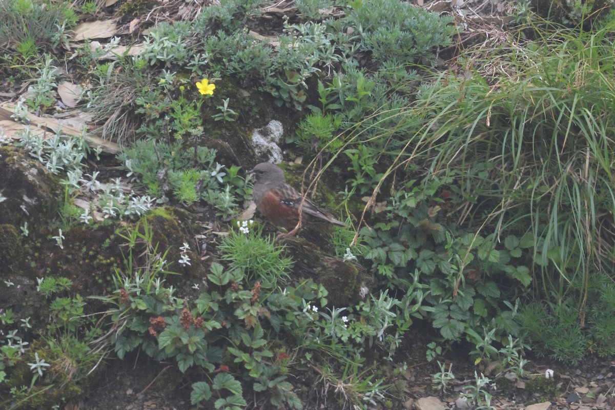 Alpine Accentor - ML638509650