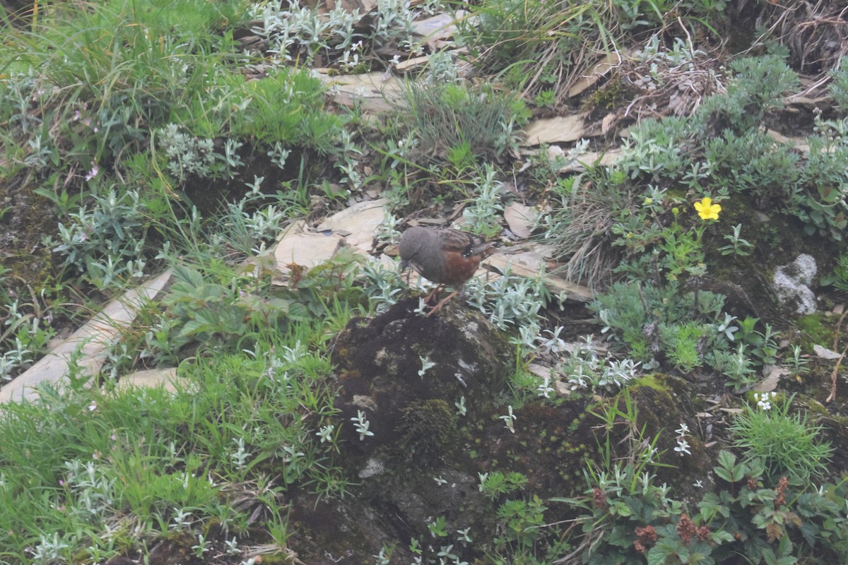 Alpine Accentor - ML638509651
