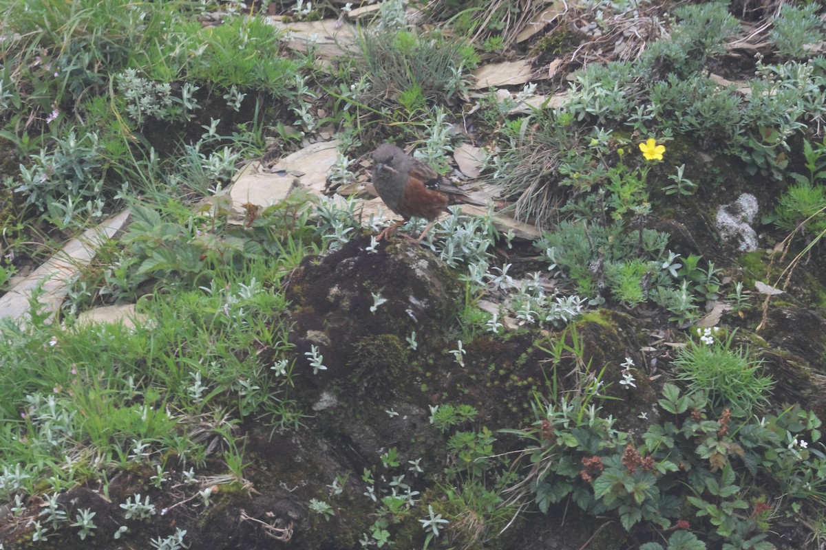 Alpine Accentor - ML638509652